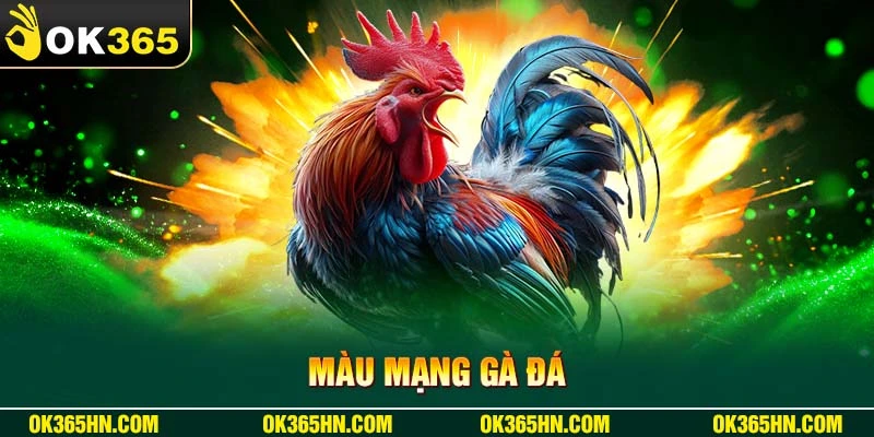 Màu mạng gà đá