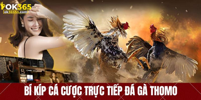 Mẹo cược trực tiếp đá gà Thomo luôn thắng