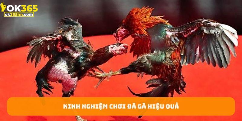 Một số kinh nghiệm khi chơi đá gà