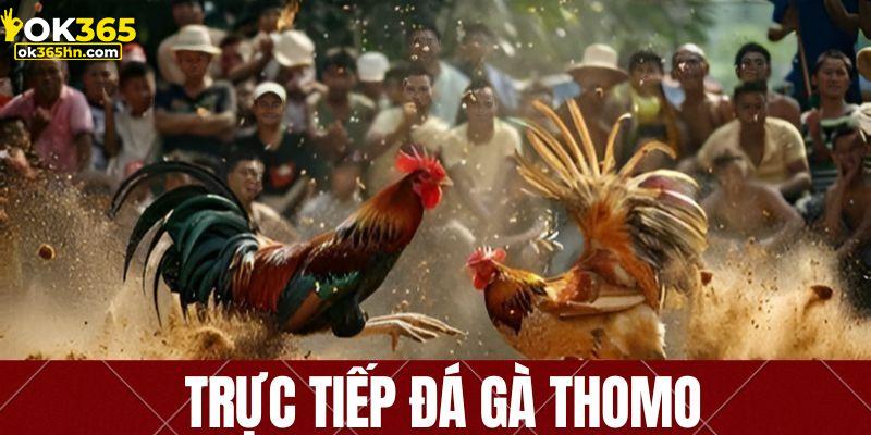 Giới thiệu đôi nét về trực tiếp đá gà Thomo tại OK365